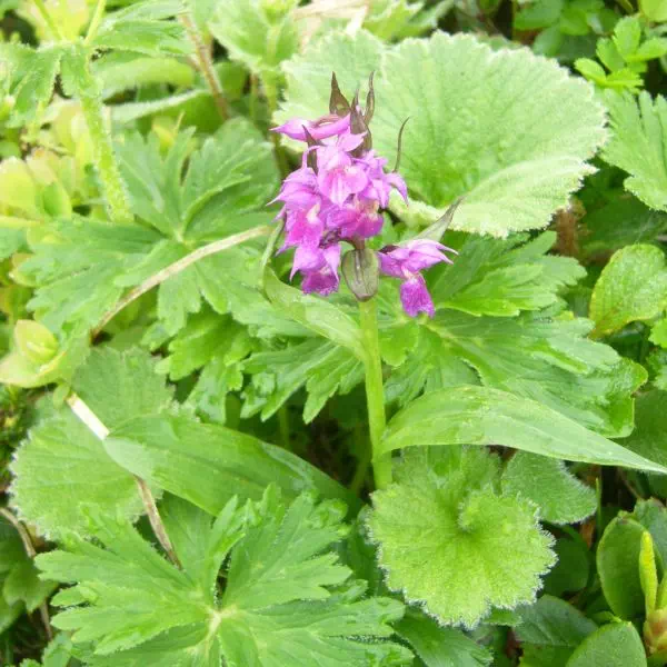 ハクサンチドリ