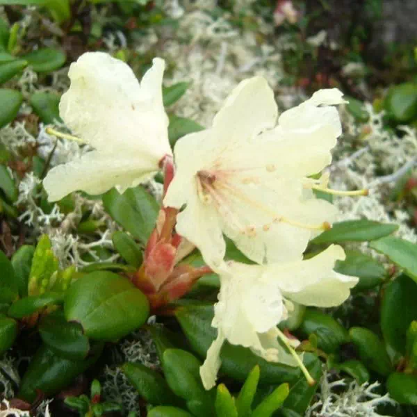 キバナシャクナゲ