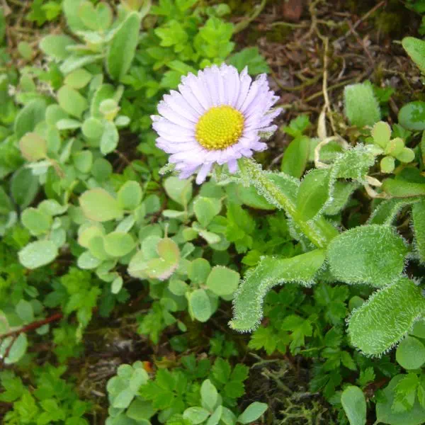 ミヤマアズマギク