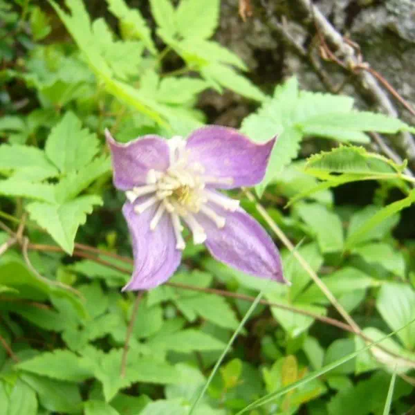 ミヤマハンショウツル