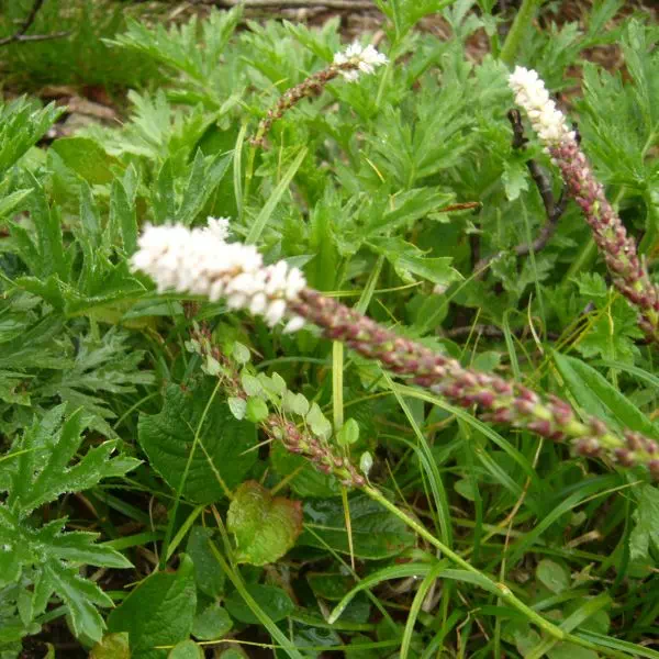 ムカゴトラノオ