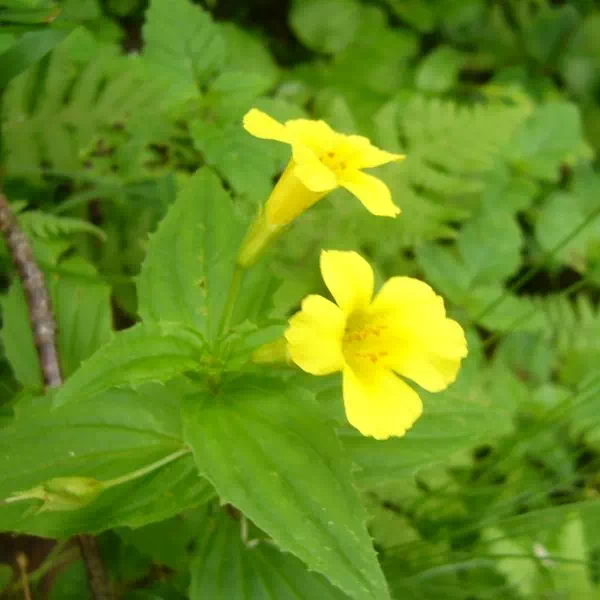 オオバミゾホオズキ