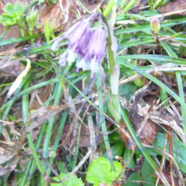 ショウジョウバカマ