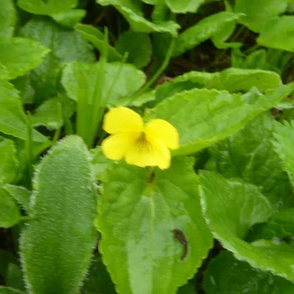 トカチキスミレ