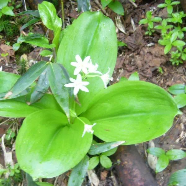 ツバメオモト ツバメオモト