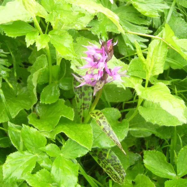 ウズラバハクサンチドリ