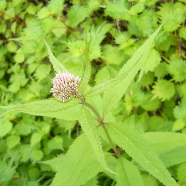 ヨツバヒヨドリ