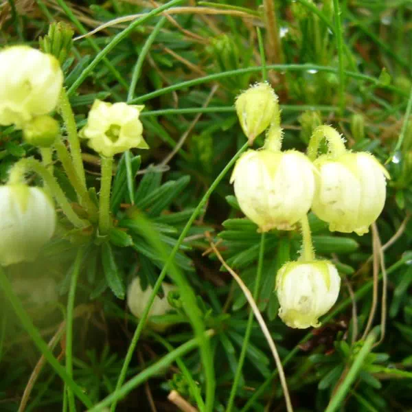 アオノツガサクラ アオノツガサクラ