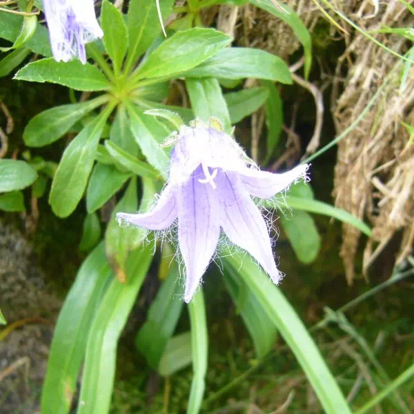 チシマギキョウ