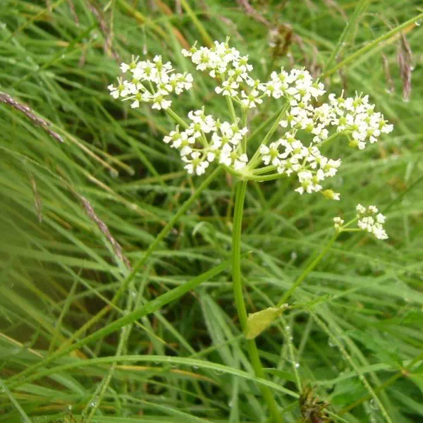 ハクサンボウフウ ハクサンボウフウ