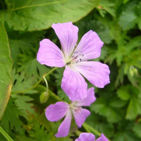 ハクサンフウロ ハクサンフウロ