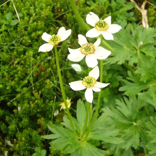 ハクサンイチゲ