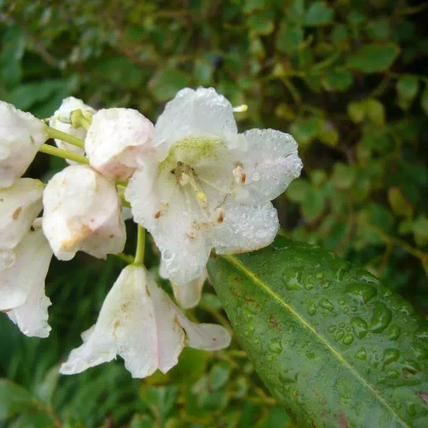 ホンシャクナゲ ホンシャクナゲ