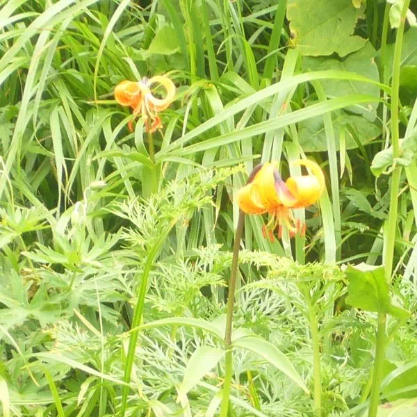 クルマユリ クルマユリ