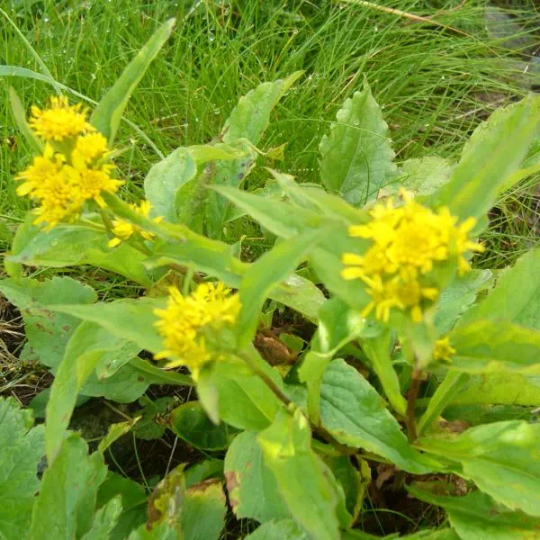 ミヤマアキノキリンソウ