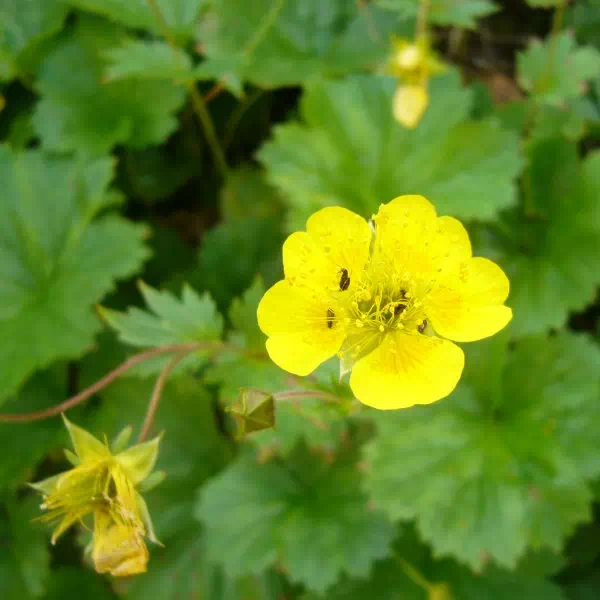 ミヤマダイコンソウ