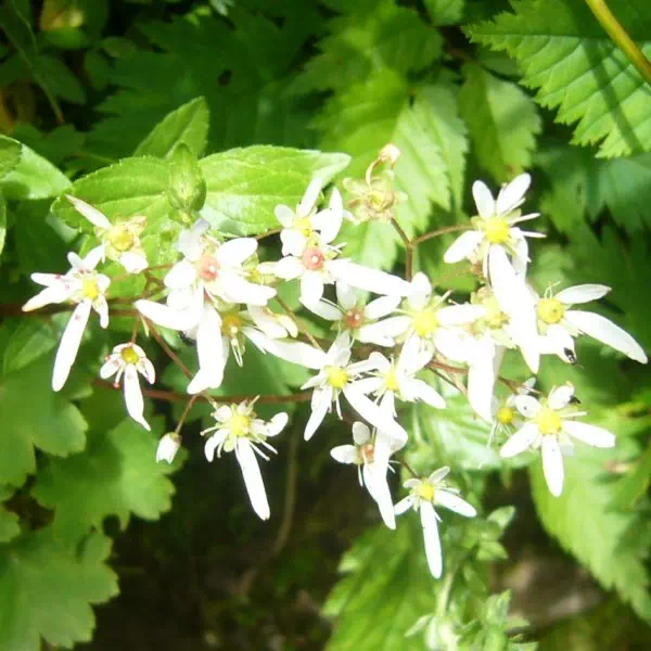 ミヤマダイモンジソウ