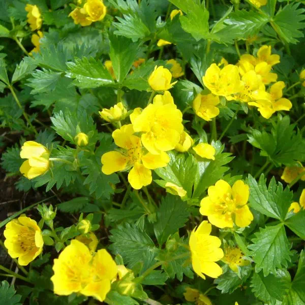 ミヤマキンバイ