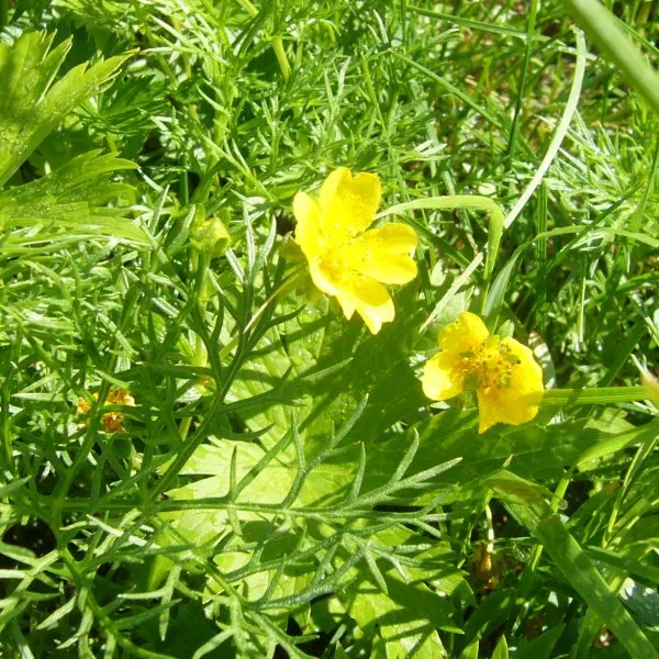 ミヤマキンポウゲ