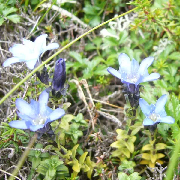 ミヤマリンドウ