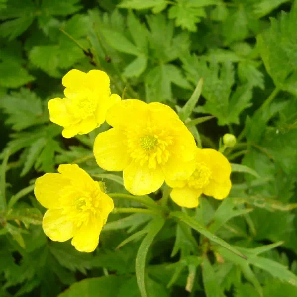 シナノキンバイ シナノキンバイ