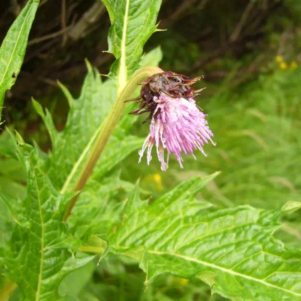 タテヤマアザミ