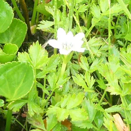 タテヤマリンドウ タテヤマリンドウ