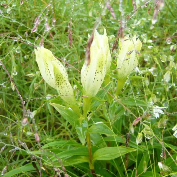 トウヤクリンドウ