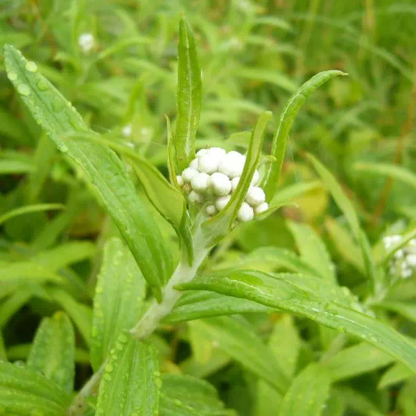 ヤマハハコ ヤマハハコ