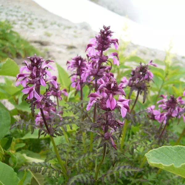 ヨツバシオガマ