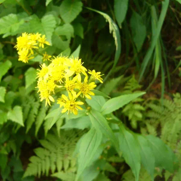 アキノキリンソウ