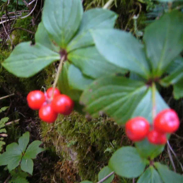 ゴゼンタチバナ