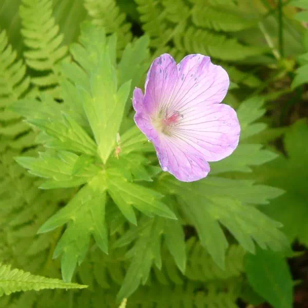 ハクサンフウロ