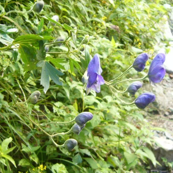 ホソバトリカブト