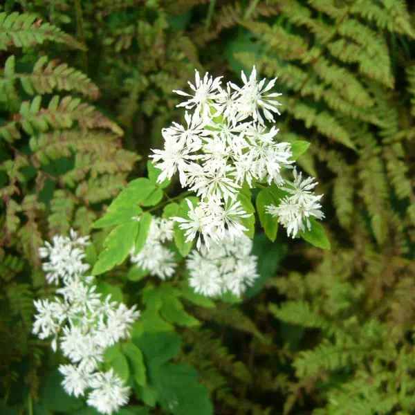 ミヤマカラマツ