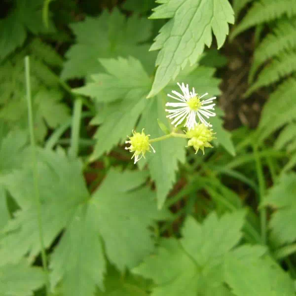モミジカラマツ
