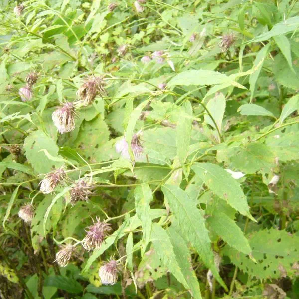 ノリクラアザミ