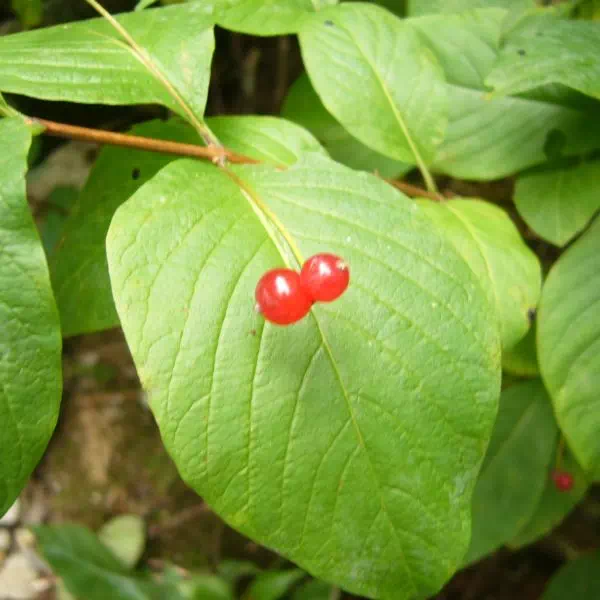 オオヒョウタンボク