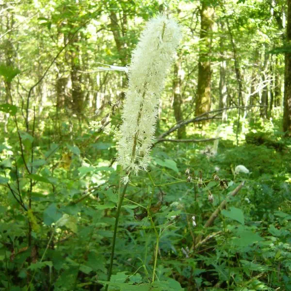 サラシナショウマ