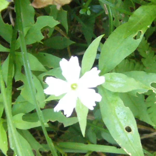 センジュガンピ