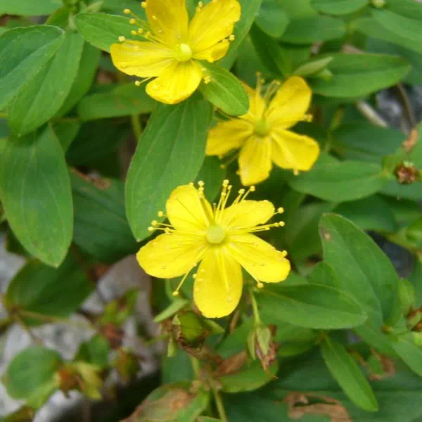 シナノオトギリ