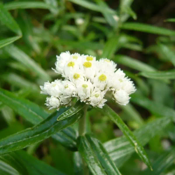 ヤマハハコ ヤマハハコ