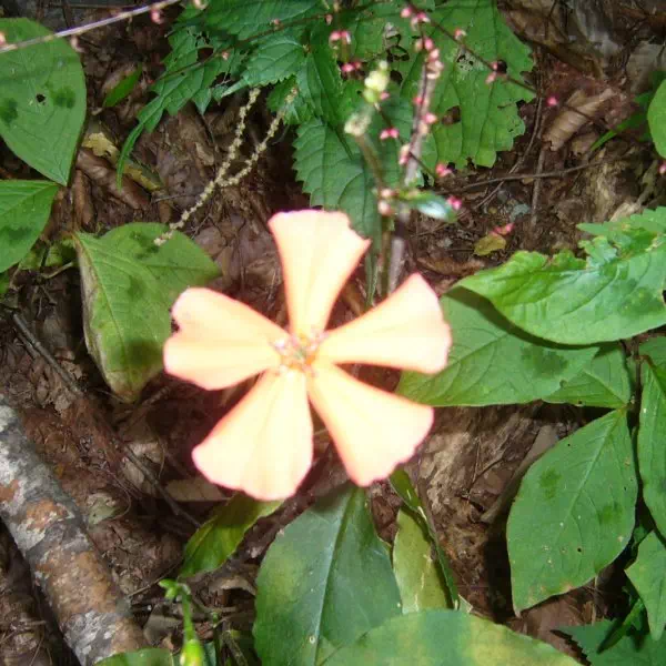 フシグロセンノウ