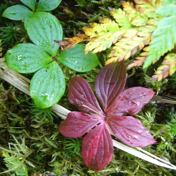 ゴゼンタチバナ