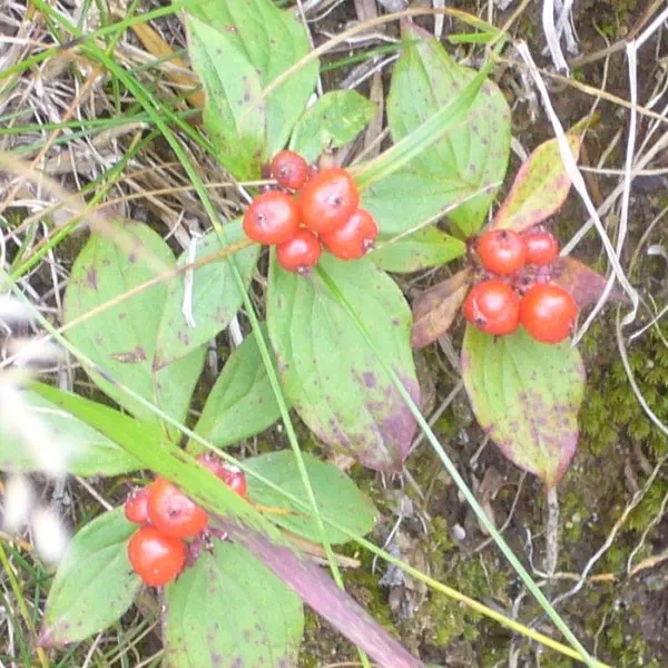 ゴゼンタチバナ