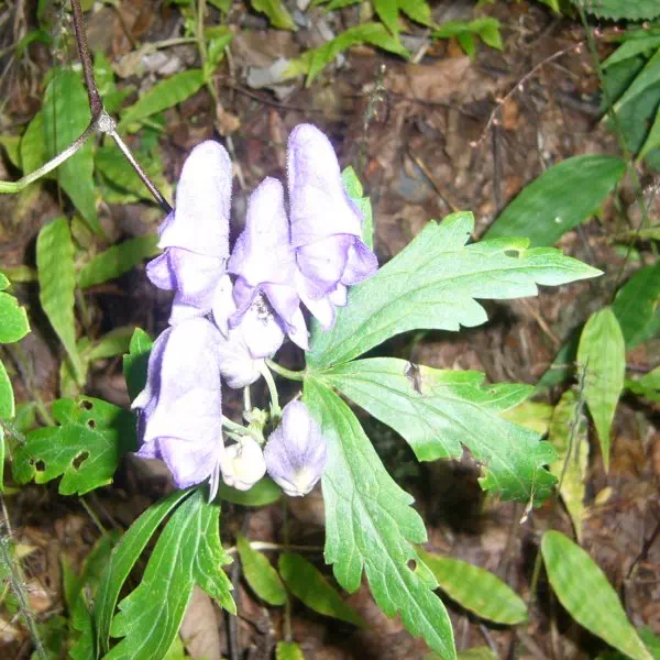 ホソバトリカブト