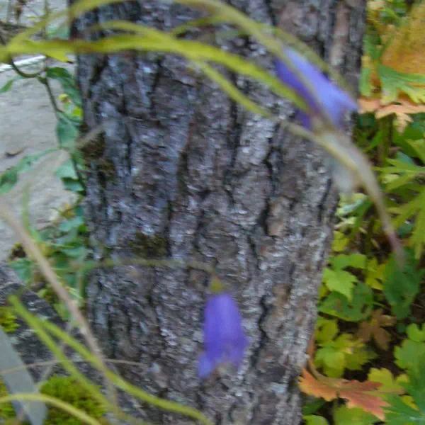 ホウオウシャジン