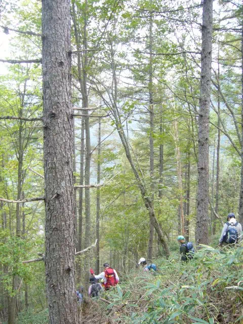カラマツ カラマツ