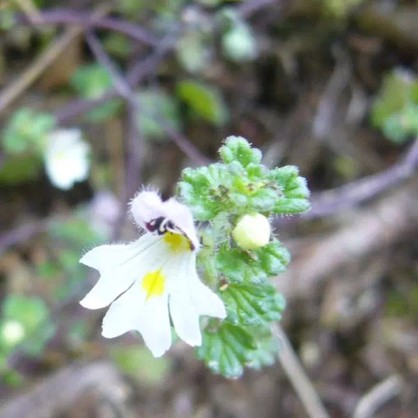 コバノコゴメグサ