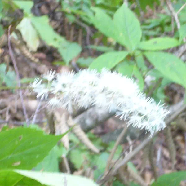 サラシナショウマ